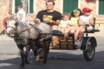 Ponies and carts giving rides to the children